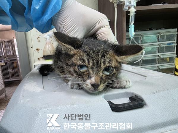 [고양이] 한국 고양이 서울-영등포-2025-00036 유기동물 배경 이미지 입니다.